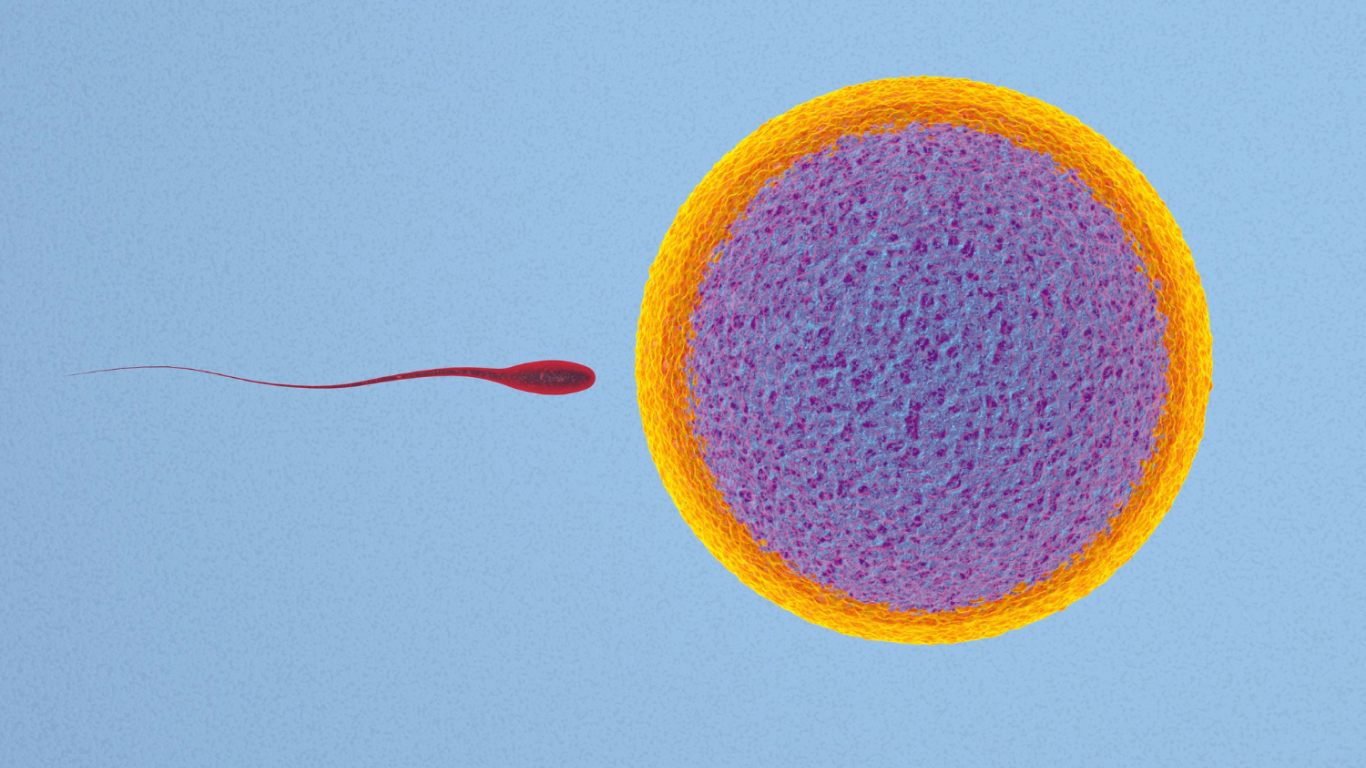 Espermatozoide indo em direção ao óvulo, para falar sobre quando considerar a reversão de vasectomia