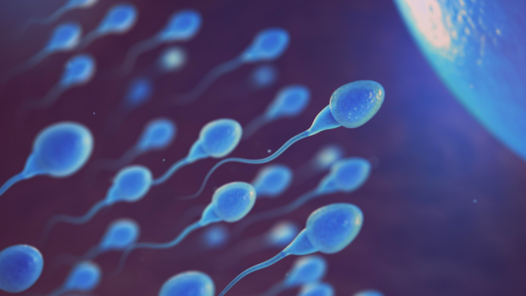 Espermatozoides indo em direção ao óvulo, para falar sobre o processo de reversão de vasectomia