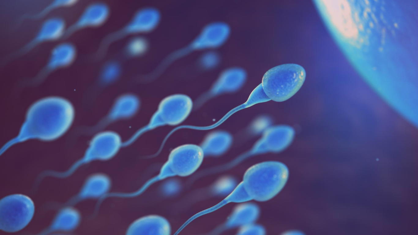 Espermatozoides indo em direção ao óvulo, para falar sobre o processo de reversão de vasectomia