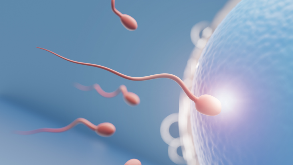 Ilustração de um espermatozoide tocando um óvulo, demonstrando a taxa de sucesso da cirurgia de varicocele.