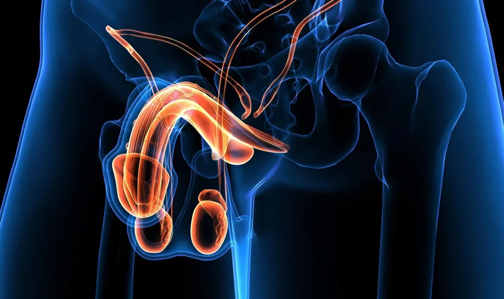 Câncer de Pênis: O que é, o que pode causar e como prevenir?